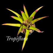 x Neomea 'Lots of Dots'