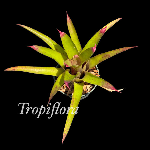 x Neomea 'Lots of Dots'