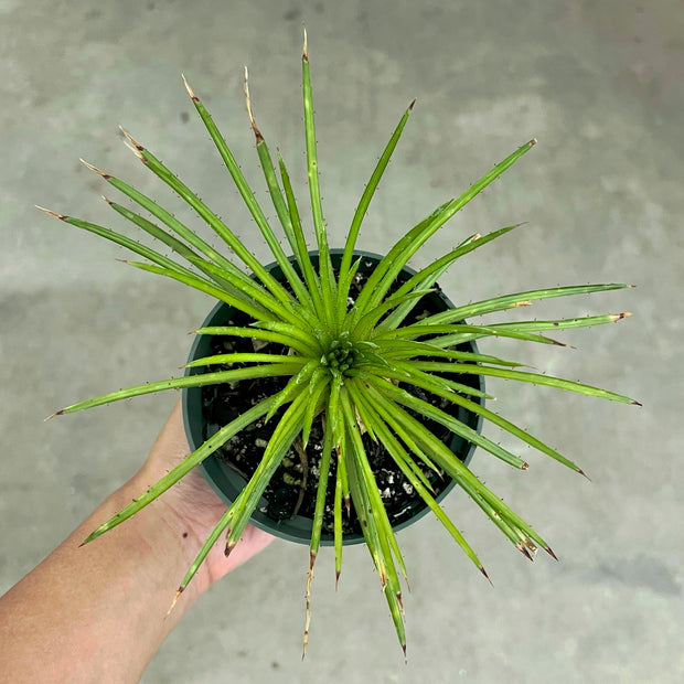Dyckia cf. choristaminea EL4146 SEL07-0348