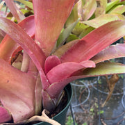 Neoregelia 'Geisha Girl'