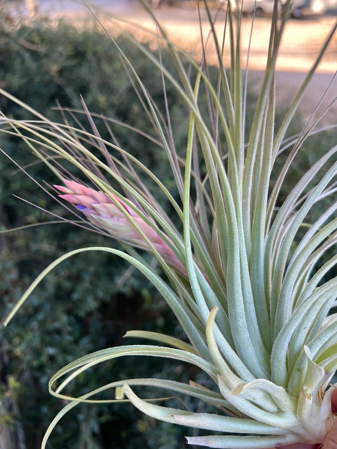 Tillandsia x donatoi – Tropiflora