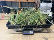 Tillandsias (Air Plants) by the Pound - Different Varieties Available!