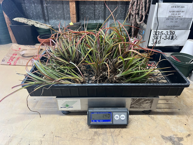 Tillandsias (Air Plants) by the Pound - Different Varieties Available!