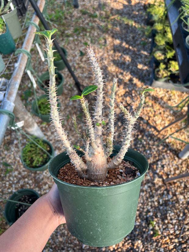 Pachypodium baronii v. windsorii