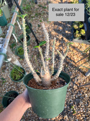 Pachypodium baronii v. windsorii