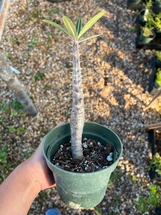 Pachypodium cactipes