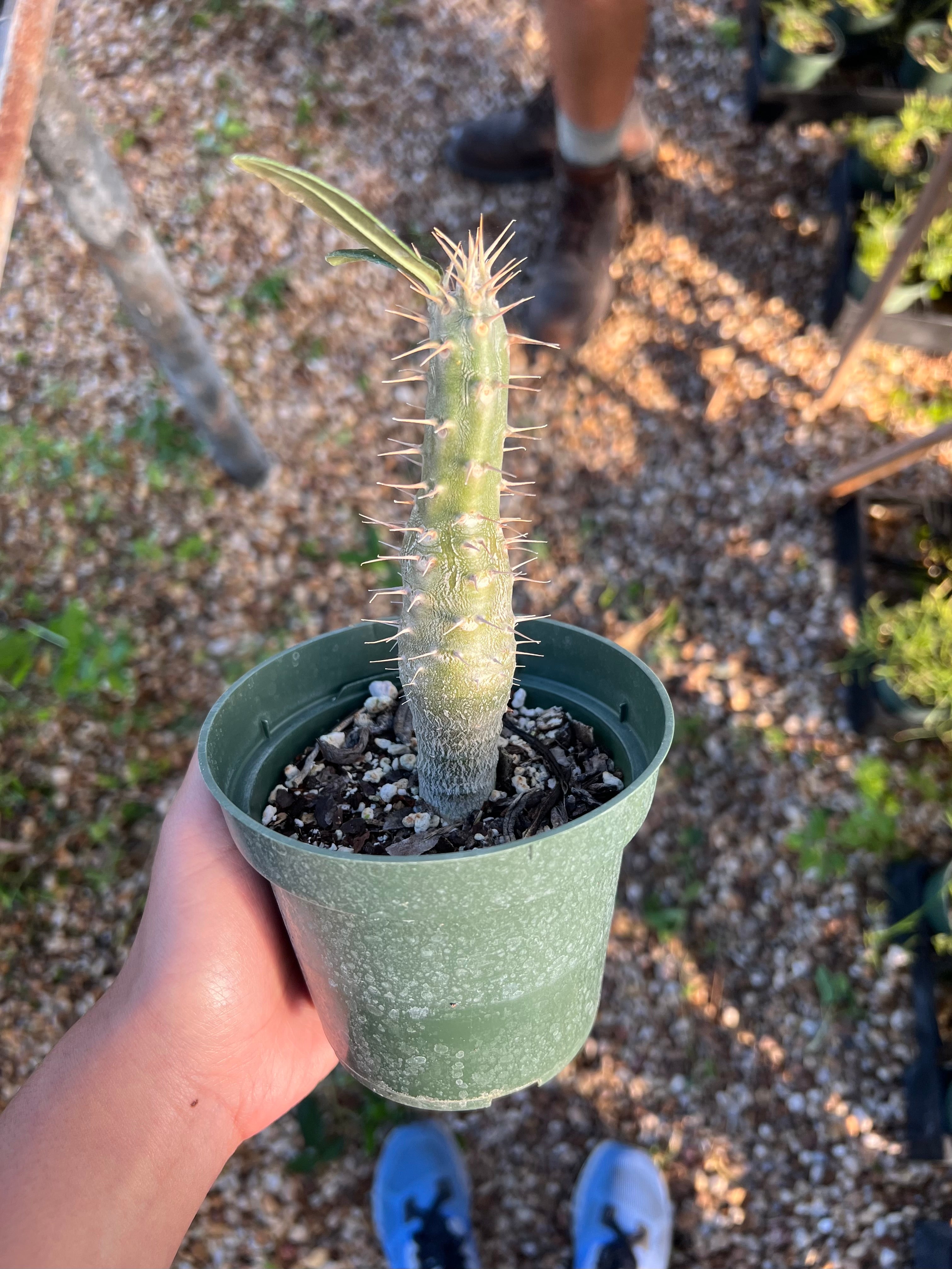 Pachypodium cactipes – Tropiflora