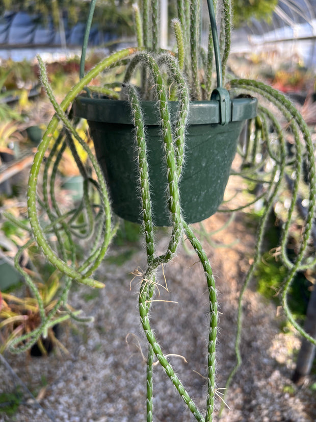 Rhipsalis grandiflora