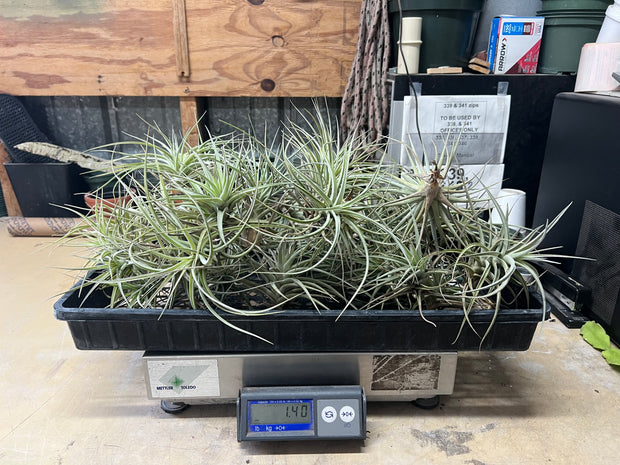 Tillandsias (Air Plants) by the Pound - Different Varieties Available!