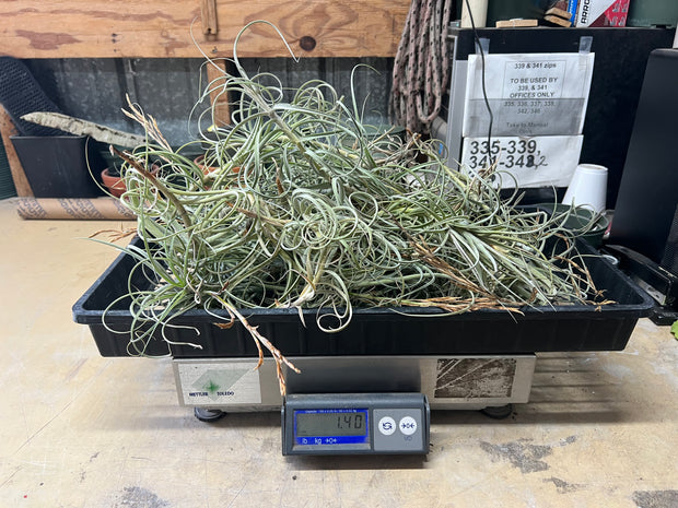 Tillandsias (Air Plants) by the Pound - Different Varieties Available!