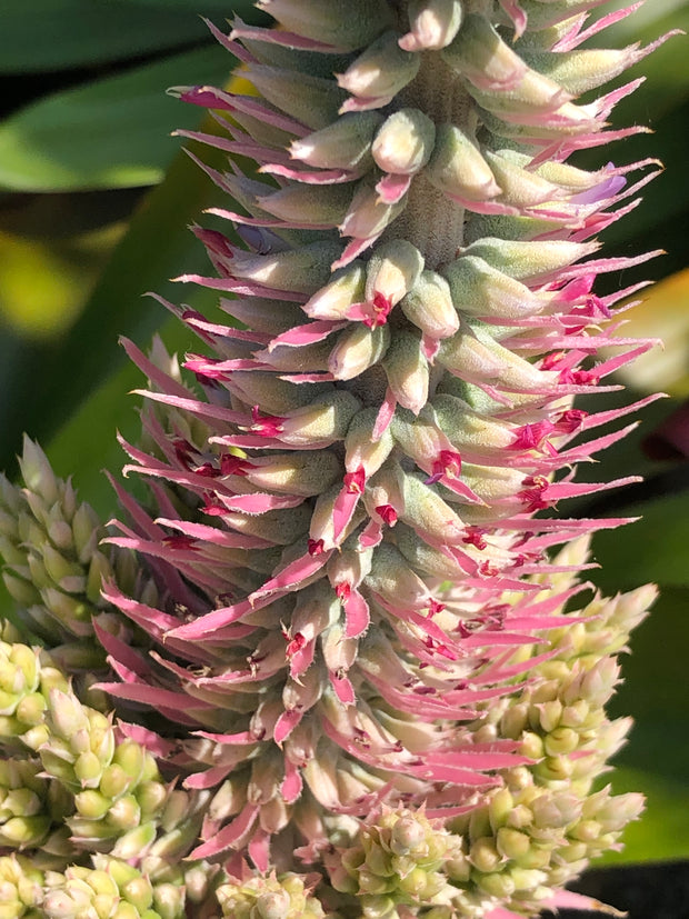 Aechmea 'Jimmie Knight'