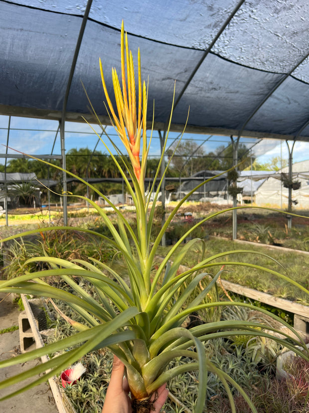 Tillandsia 'Culebra Amarilla'