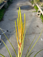 Tillandsia 'Culebra Amarilla'