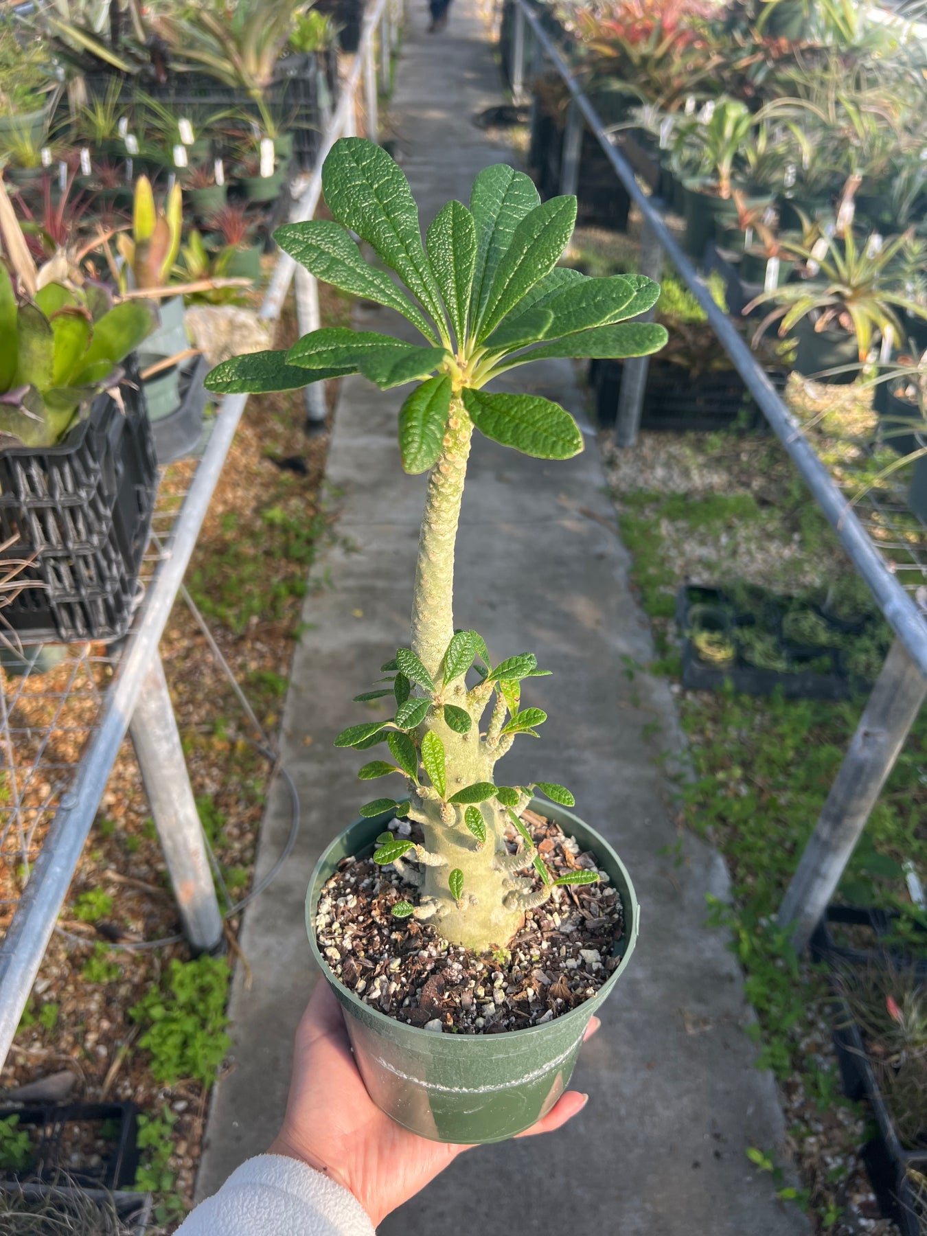 塊根植物・コーデックス Dorstenia Gigas Dorstenia gigas – Tropiflora