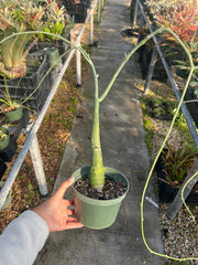 Adenia venenata variegated