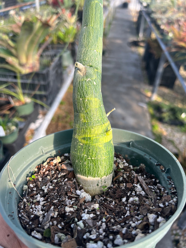 Adenia venenata variegated