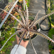 Dyckia 'Mercury'