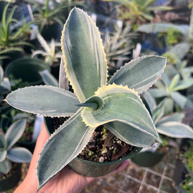 Agave gypsophila 'Ivory Curls'