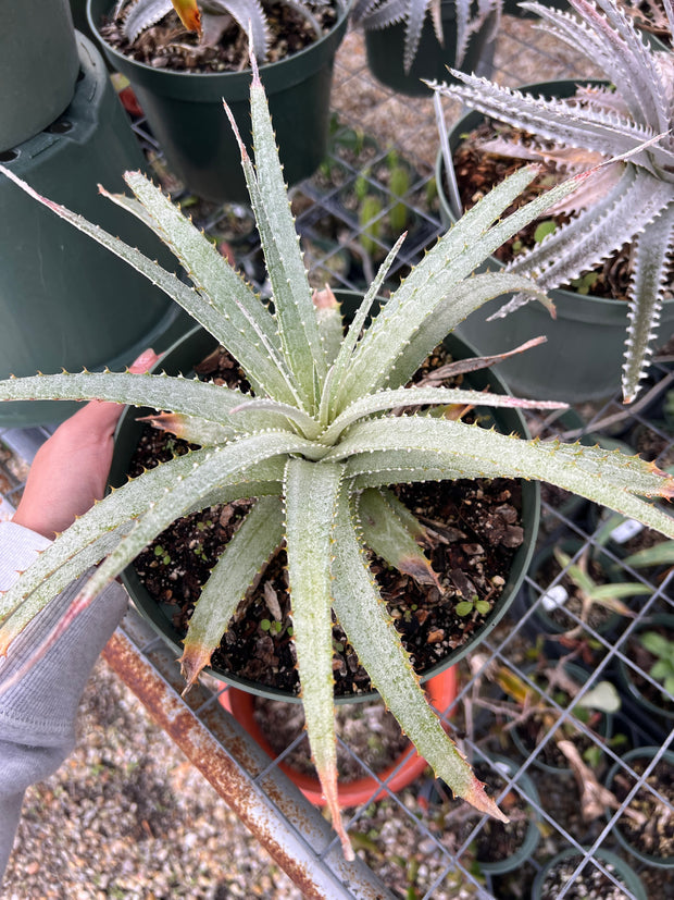 Hechtia 'Ventura'