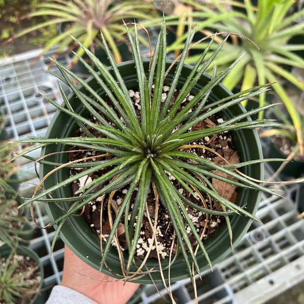 Dyckia choristaminea silver form