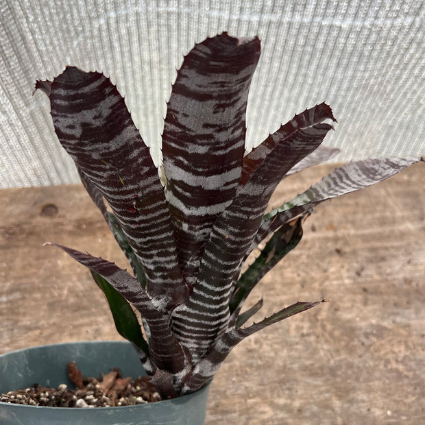 Aechmea 'Hands Off'