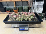 Tillandsias (Air Plants) by the Pound - Different Varieties Available!