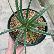 Hechtia glomerata Xichu Guanajuato