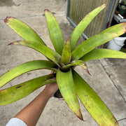 Tillandsia lymanii