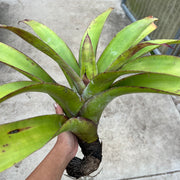 Tillandsia lymanii