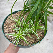 Orthophytum vagans albomarginated SEL2003-0198