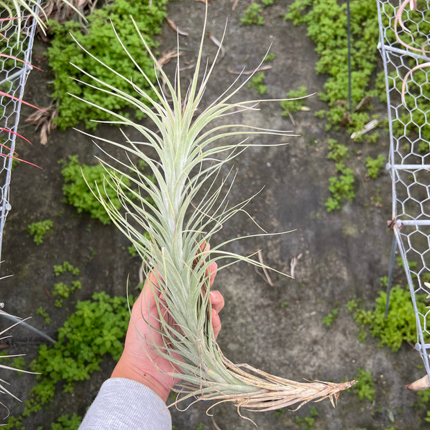 Tillandsia 'Funky Billy'