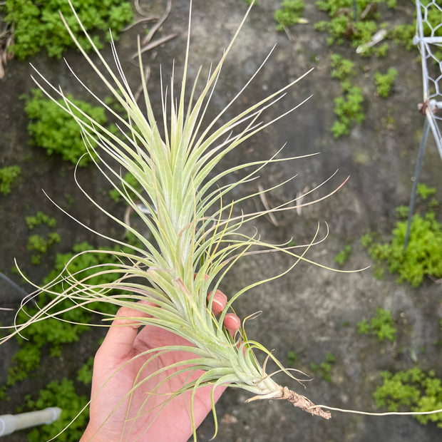 Tillandsia 'Funky Billy'