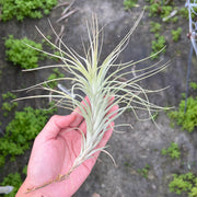 Tillandsia 'Funky Billy'