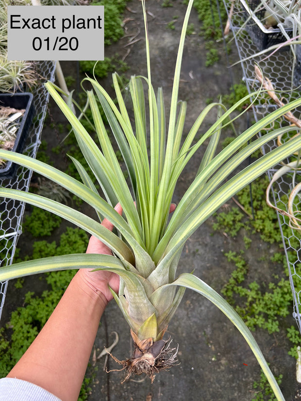 Tillandsia 'Long Tall Sally'