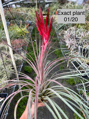 Tillandsia 'Awesome Amber'