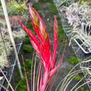 Tillandsia 'Awesome Amber'