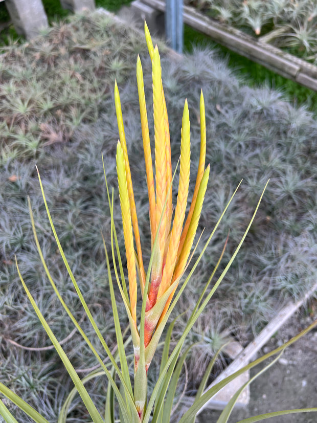 Tillandsia 'Culebra Amarilla'