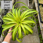 Tillandsia 'Marvelous Masterpiece'