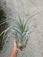 Tillandsia 'Cosmopolitan'