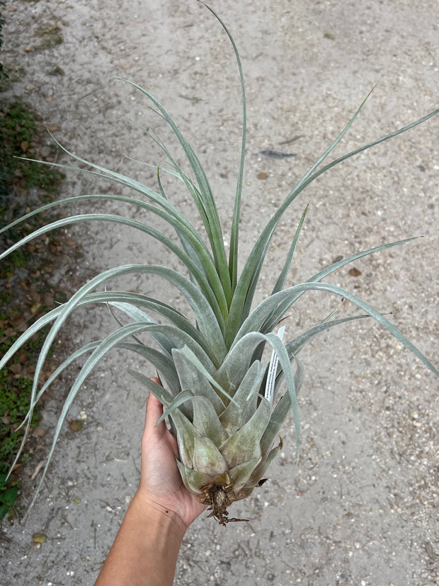 Tillandsia 'Cosmopolitan'