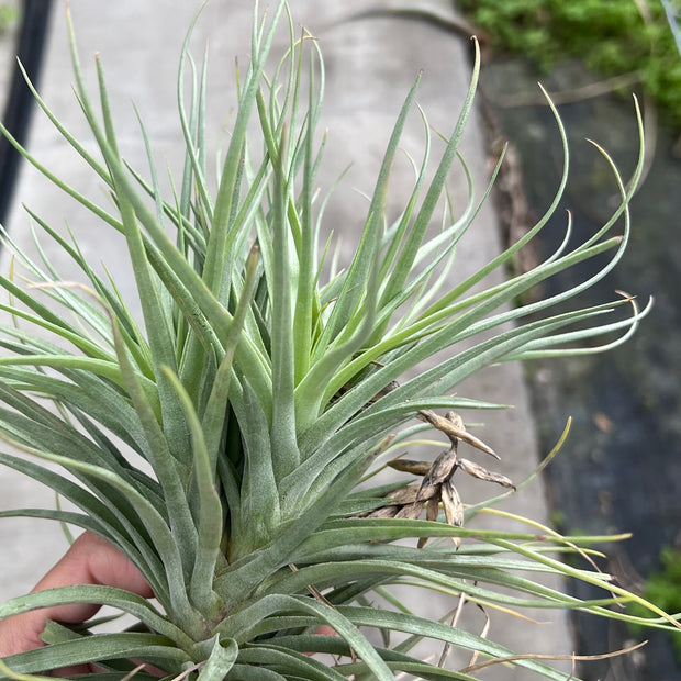 Tillandsia aeranthos 'Supreme'