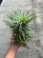 Tillandsia aeranthos 'Supreme'