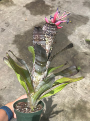 Billbergia 'Kahakai'