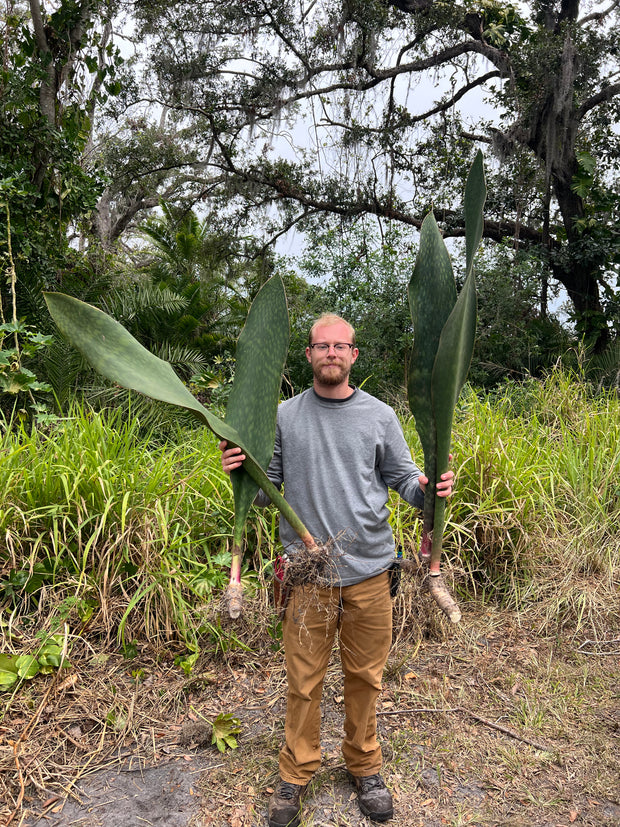 Sansevieria masoniana (IN STORE PICK UP ONLY)