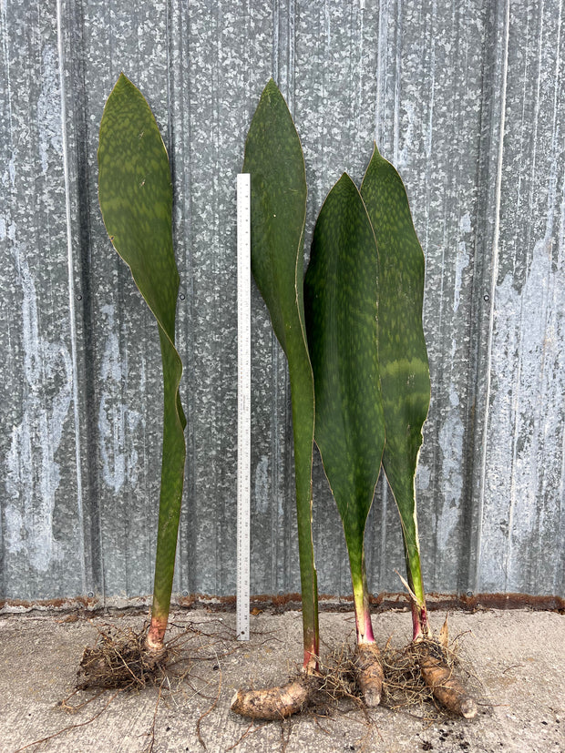 Sansevieria masoniana (IN STORE PICK UP ONLY)