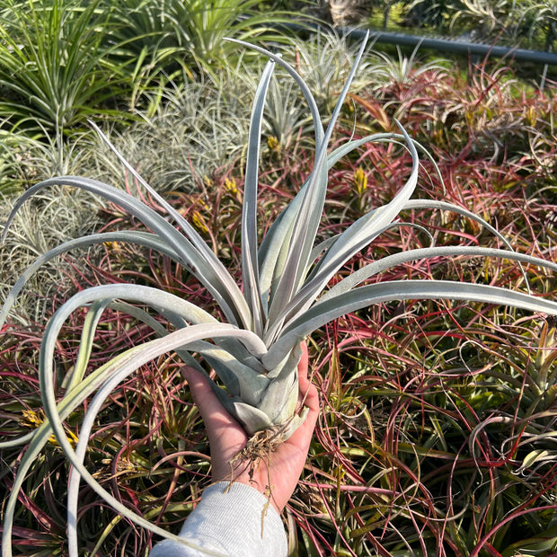 Tillandsia chiapensis 'Gigantesco'