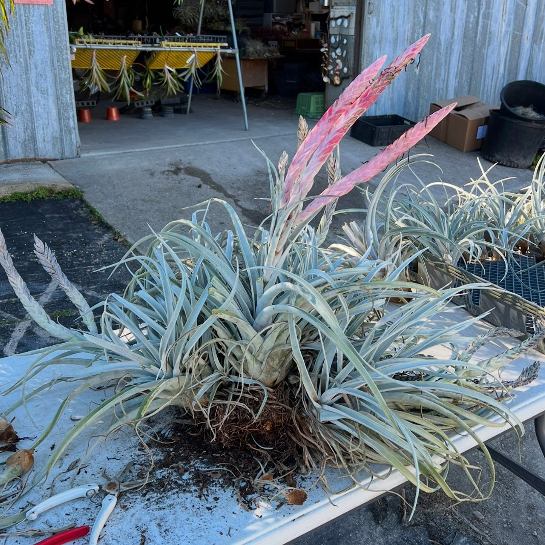 Tillandsia chiapensis 'Gigantesco' – Tropiflora