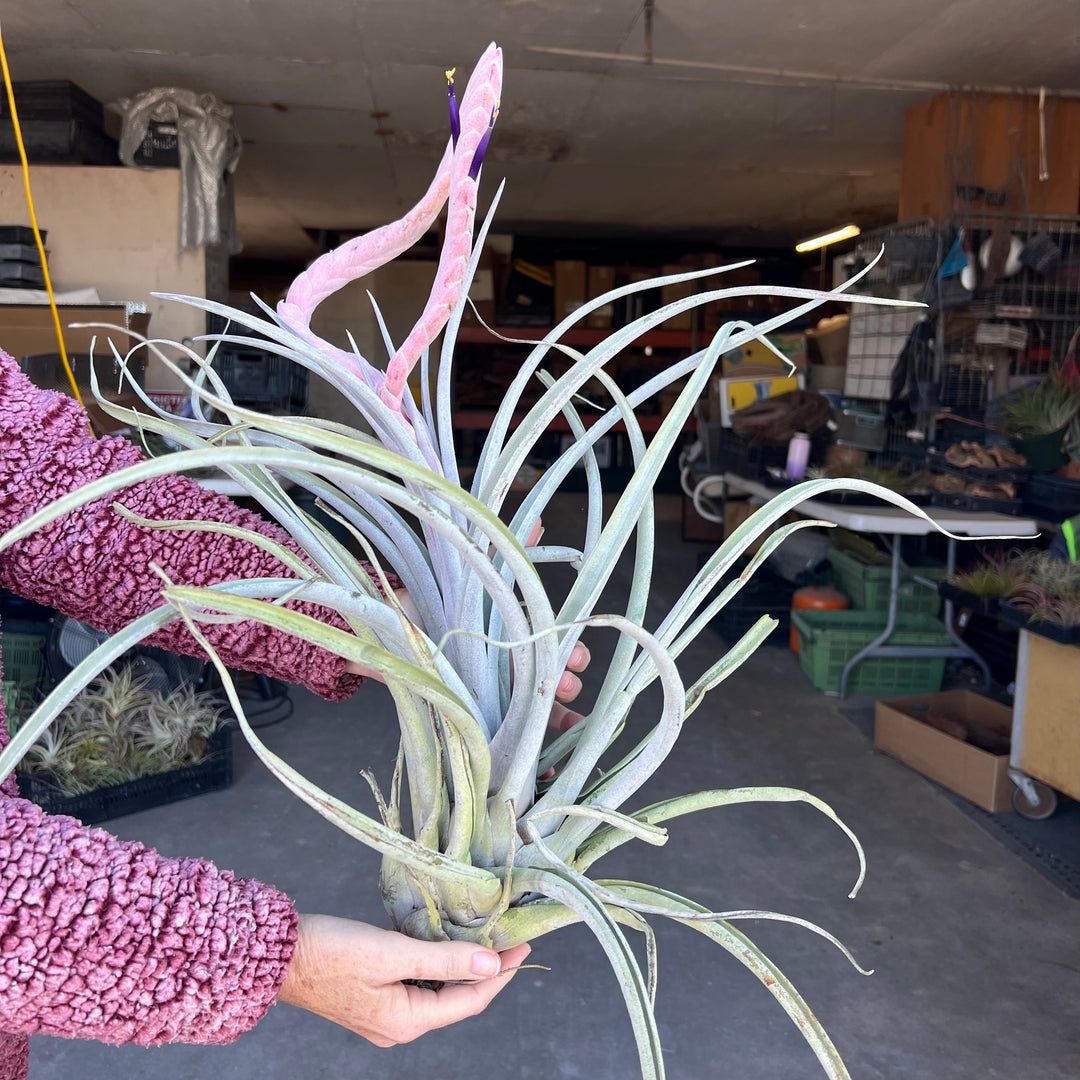 Tillandsia chiapensis 'Gigantesco' – Tropiflora