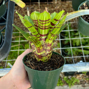 Neoregelia 'Half Pint'