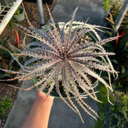 Dyckia 'Rick Richtmyer'